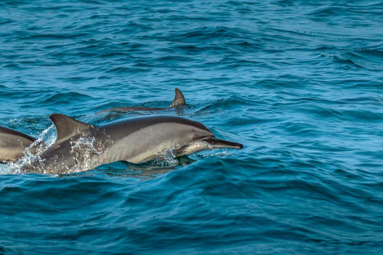 Atara Lagoon カルピティヤ エクステリア 写真